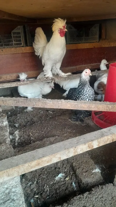 Корейский хорошо товуклар бор 1