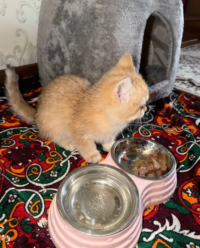 Британская короткошёрстная кошка 3
