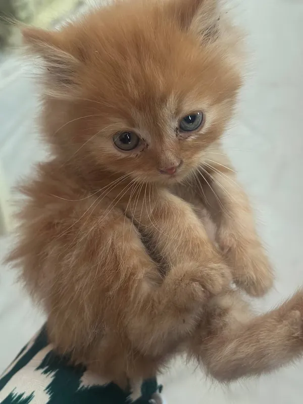 Котятки 3 Котятки 3