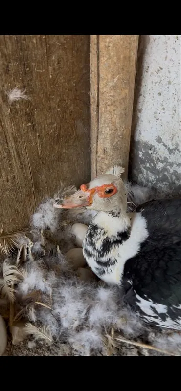 Sotiladi kuruk bõgan 1 Sotiladi kuruk bõgan 1