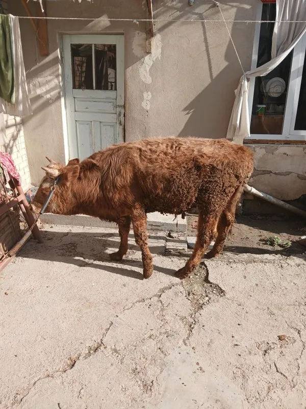 Buqacha sotiladi yeyishi yaxshi kamchiligi yoq 100% — фото 2
