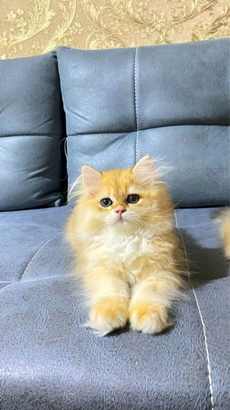 Золотистий шиншила хейлинд
