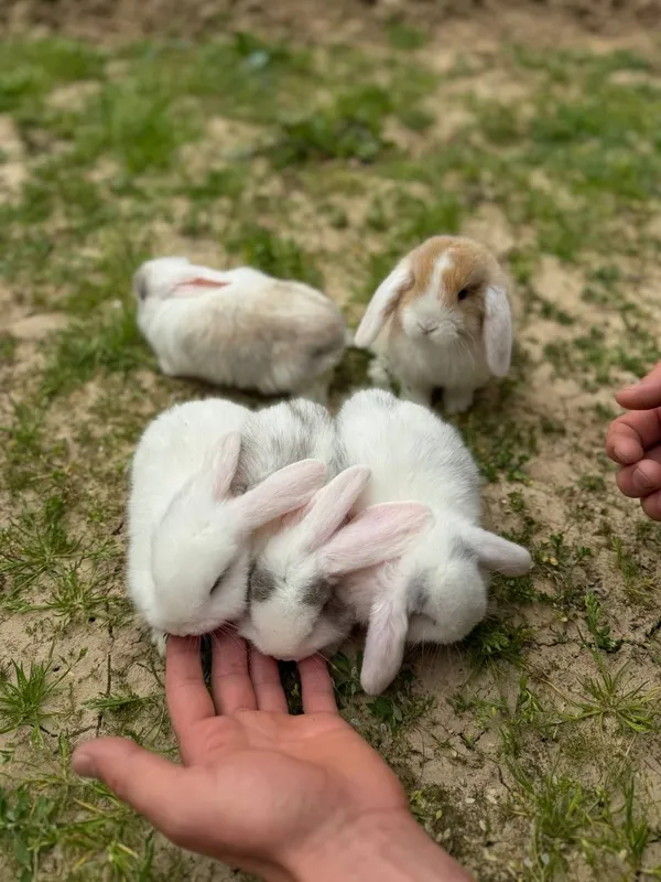 korlik baran bolari sotiladi