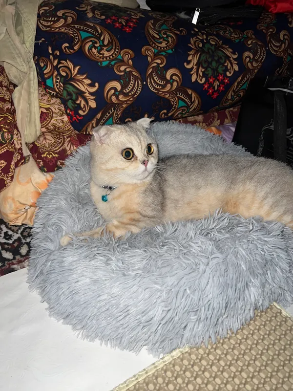 Mushuk