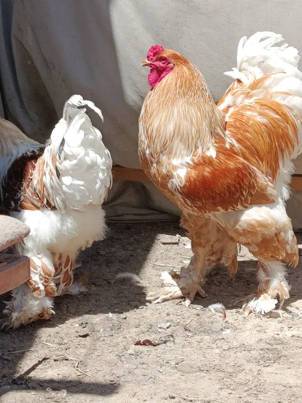 Продаются яйца курей породы брама белое золото — фото 2