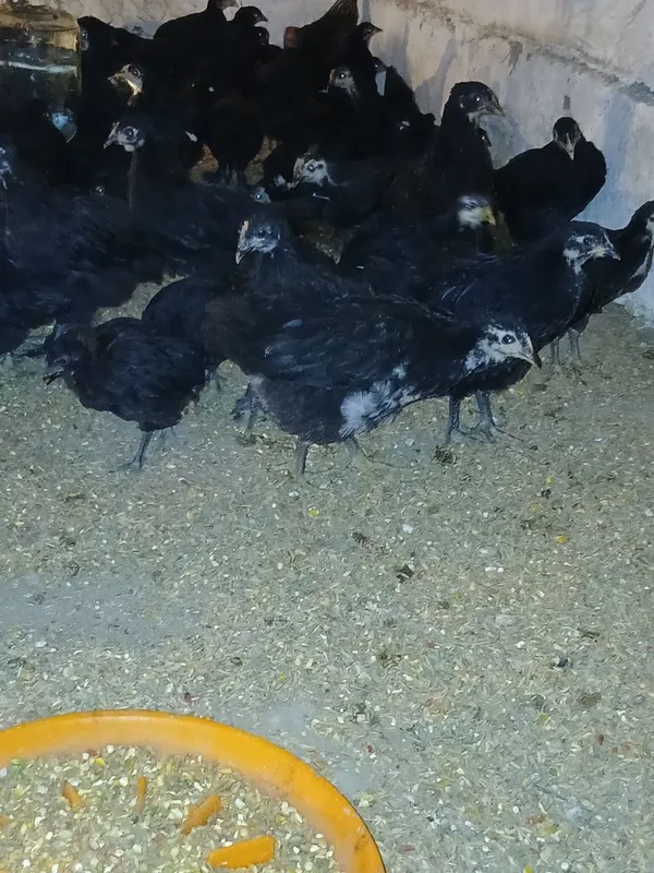 2 oylik andijon sertuhum qora tovuq jopjalari 5 2 oylik andijon sertuhum qora tovuq jopjalari 5