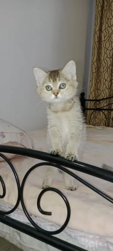 Yaxshi qo‘llarga hashamatli, yoqimtoy mushukchalar 5 Yaxshi qo‘llarga hashamatli, yoqimtoy mushukchalar 5