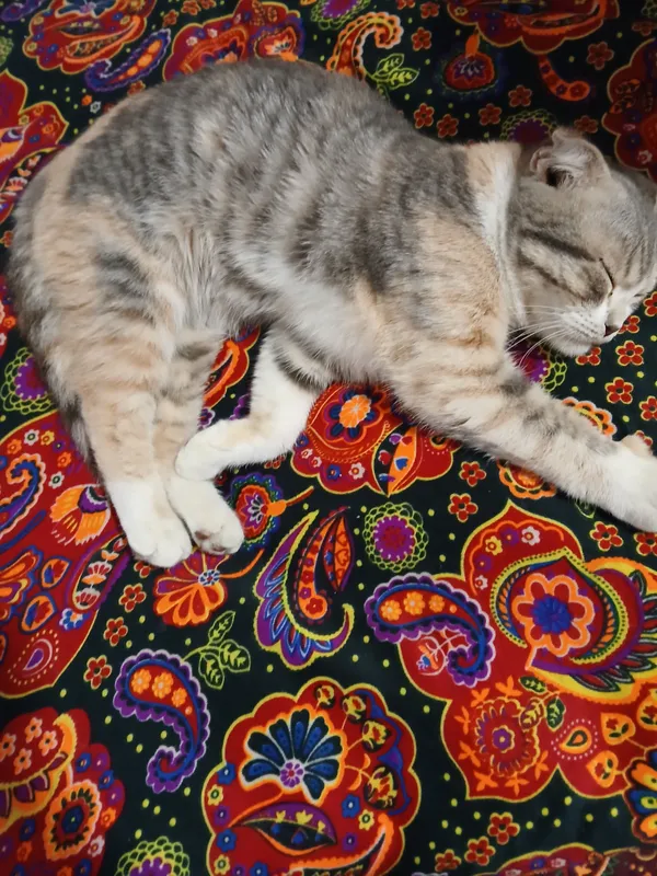 скотиш флод