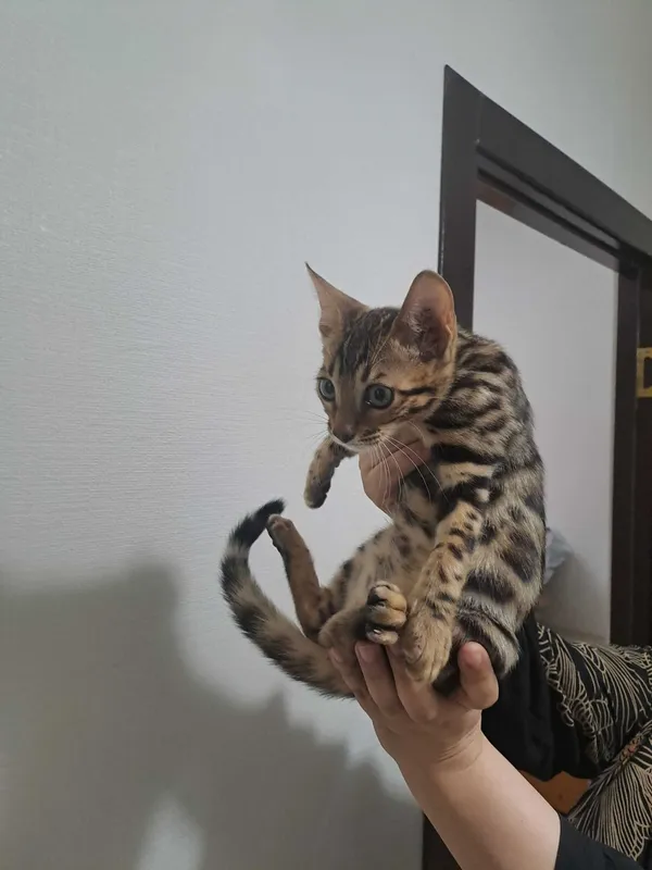Бенгальские котята — фото 2