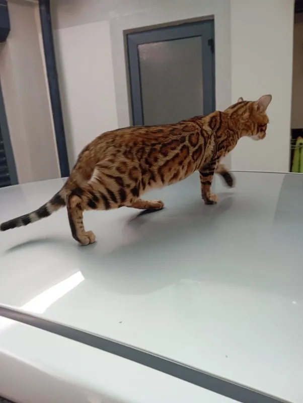 Zoti Bengal toza zot o'g'il 1 Zoti Bengal toza zot o'g'il 1