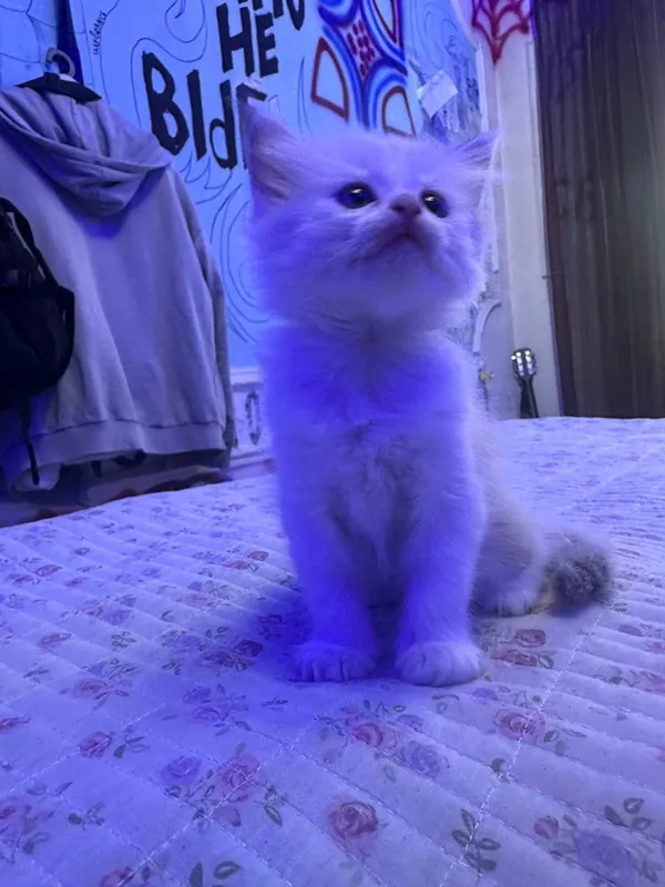 СИБИРСКИЕ КОТЯТА — фото 2