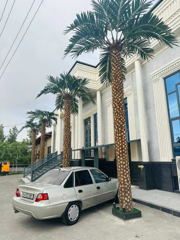 Eco Palma Restoran, mehmonxona va savdo markazlari uchun palmalar — фото 4