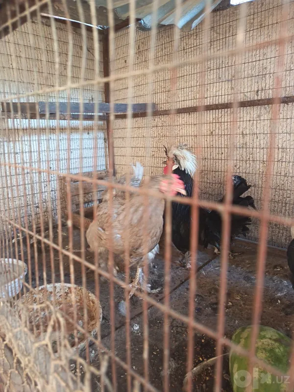 Jaydari tovuq galland xoroz sotladi 2 Jaydari tovuq galland xoroz sotladi 2