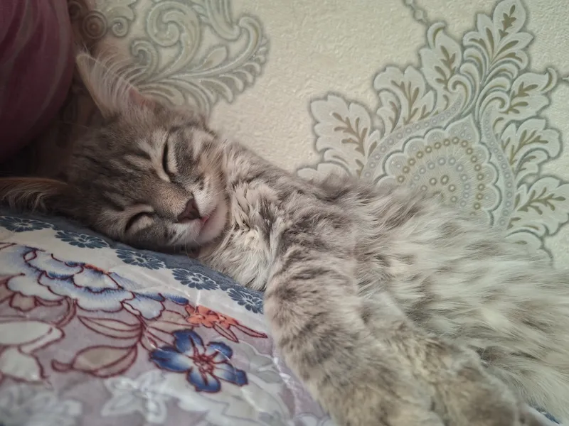 Mushukcha — фото 1