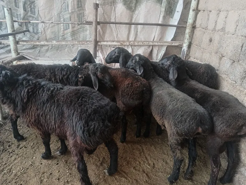 Qochqor qoy Qochqor кочкор кой куй