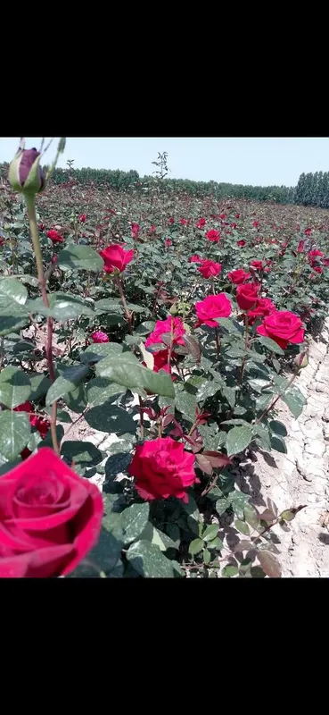 Istalgan turdagi gul ko'chatlari bor 300 xil — фото 6