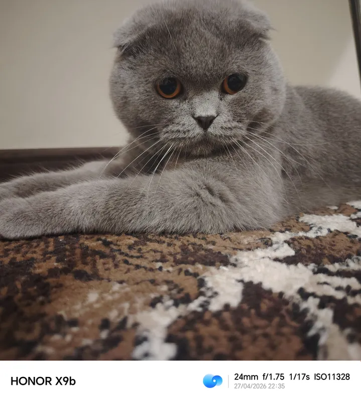Scottish Fold Britanskiy