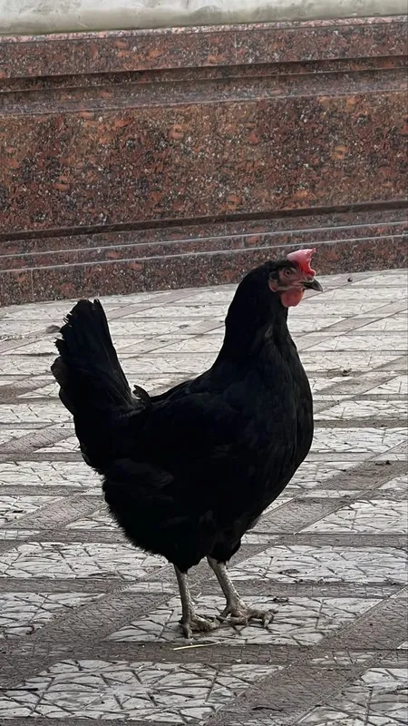 Qora shahzoda Xoroz Tovuqlari. — фото 1