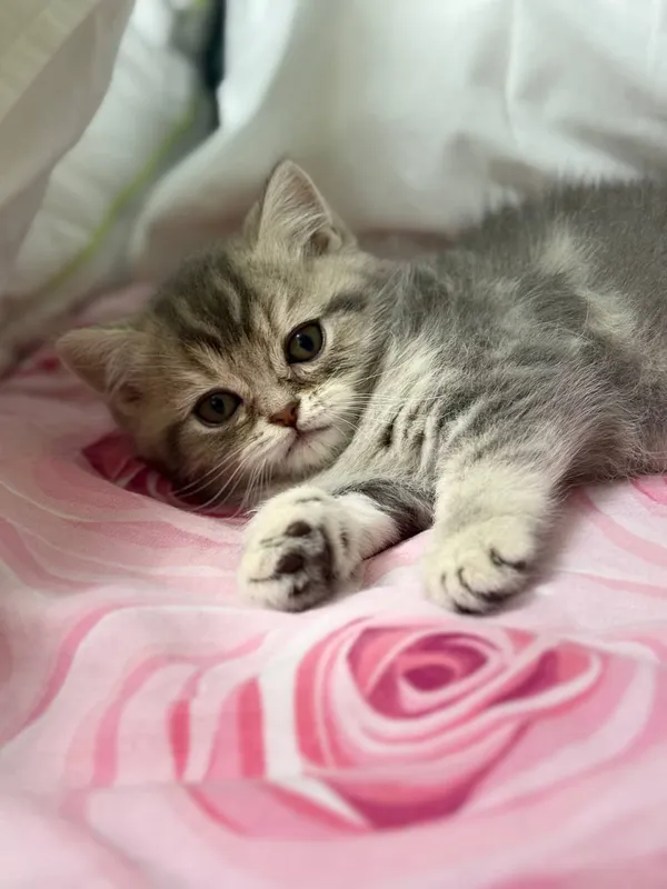 Продается Кошка 2 месяца 2