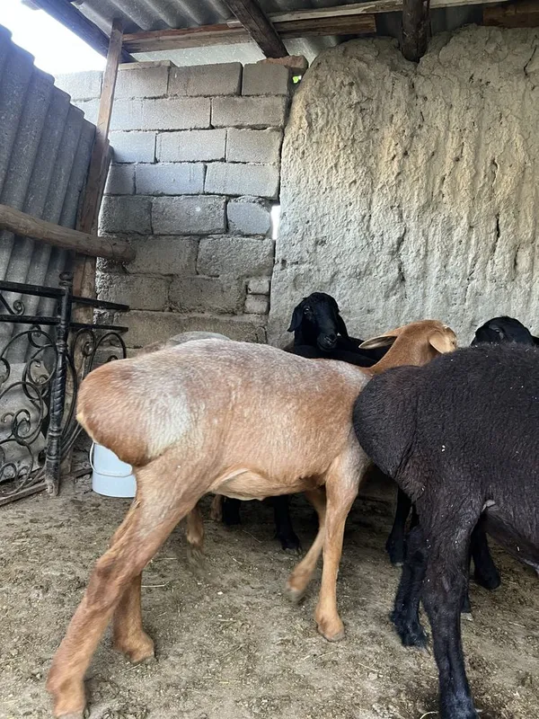 Qoylar sotiladi 5800dan 5 Qoylar sotiladi 5800dan 5