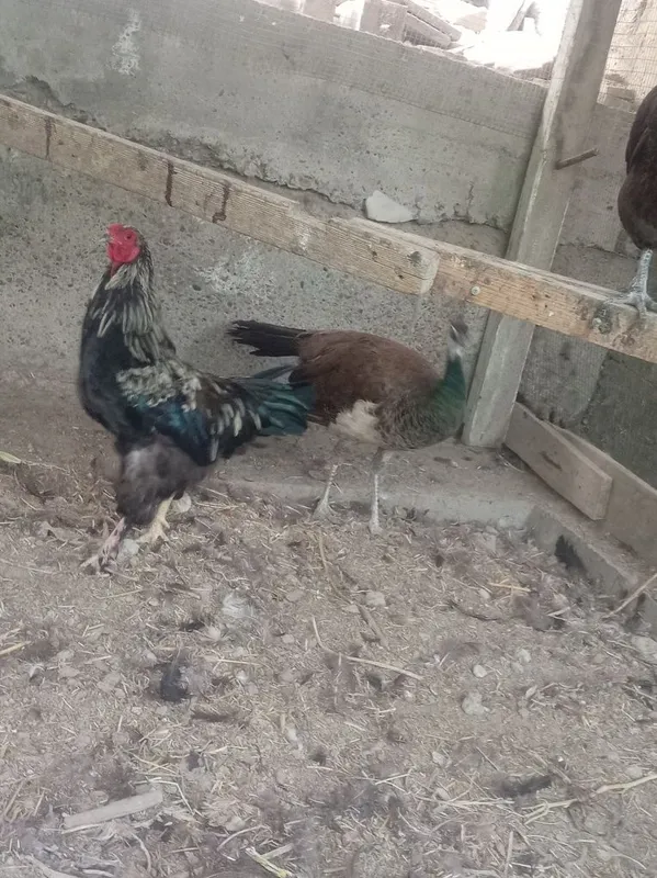 Tuvus tez va arzon sotiladi 2 Tuvus tez va arzon sotiladi 2