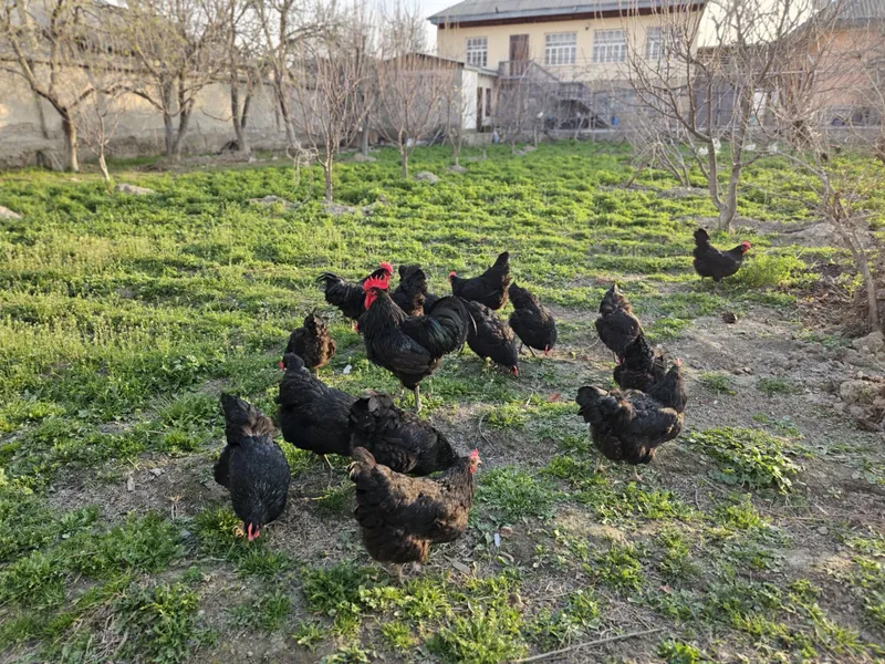 Toza zot Avstralorp tuxumlari zakaz olamiz Toza zot Avstralorp tuxumlari zakaz olamiz