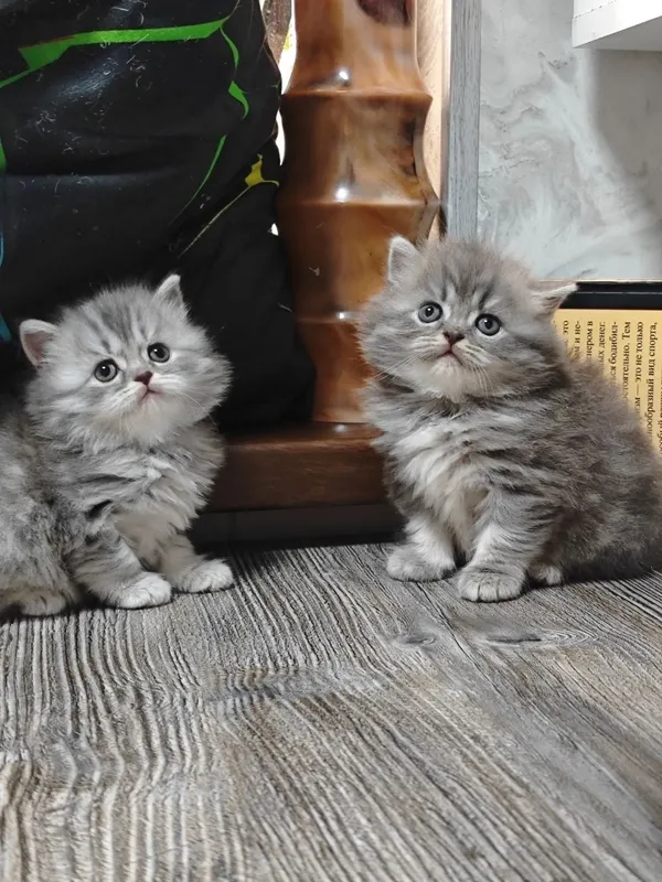 Британцы котята продаются — фото 2