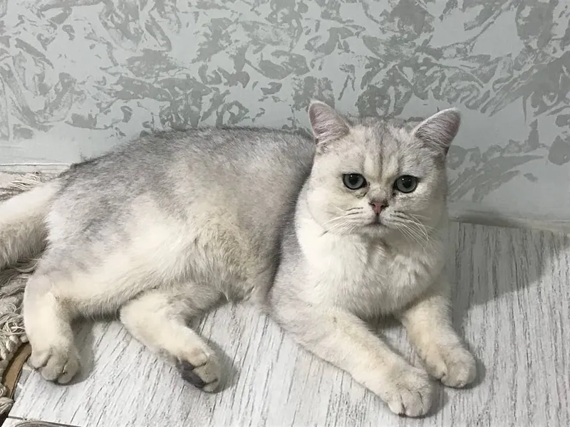 Mushukchani yaxshi qo‘llarga beraman) 6 Mushukchani yaxshi qo‘llarga beraman) 6