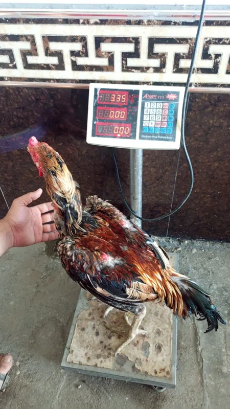Dakan xoʻroz bir yillik 5