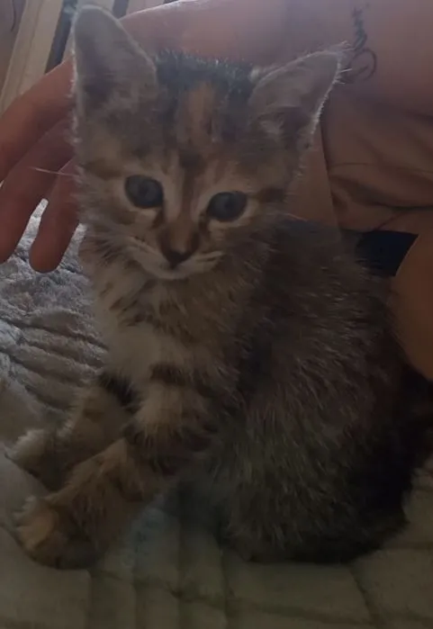 котята