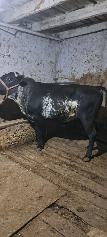 Buqa sotiladi honadonda boqilgan