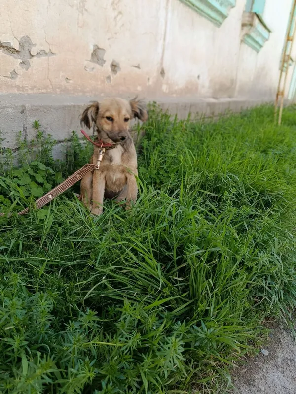 Собака бесплатно 1