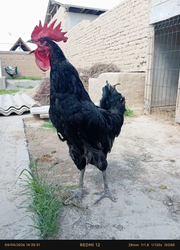Qora shaxzoda Xoʻroz sotiladi