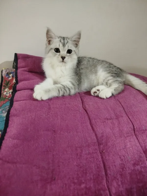 Продаются котята 1 Продаются котята 1