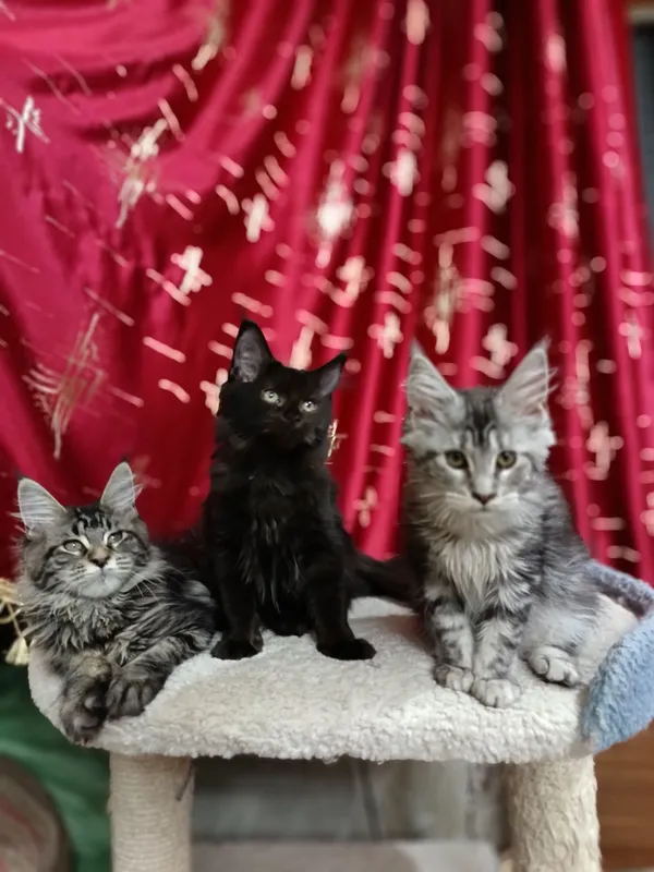 котята мейнкун