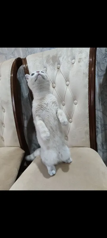 mushuk, кошка 3