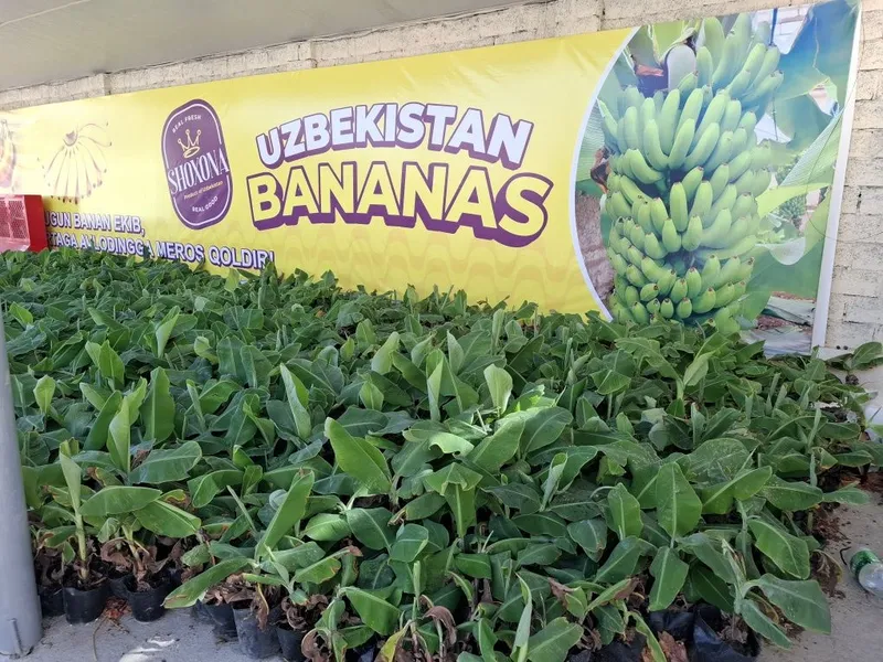 Banan kuchatlari niholi, Росток банана, Банан кучати нихоли 1 Banan kuchatlari niholi, Росток банана, Банан кучати нихоли 1
