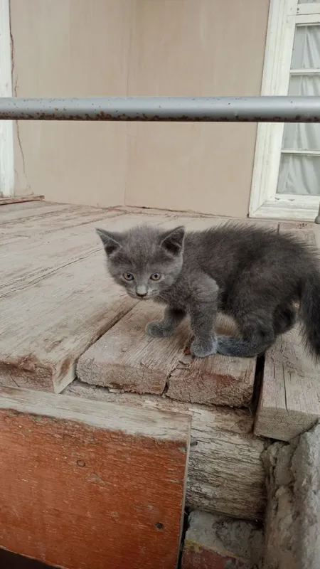 Uy mushuk zodli latoni biladi 2 oyli 8