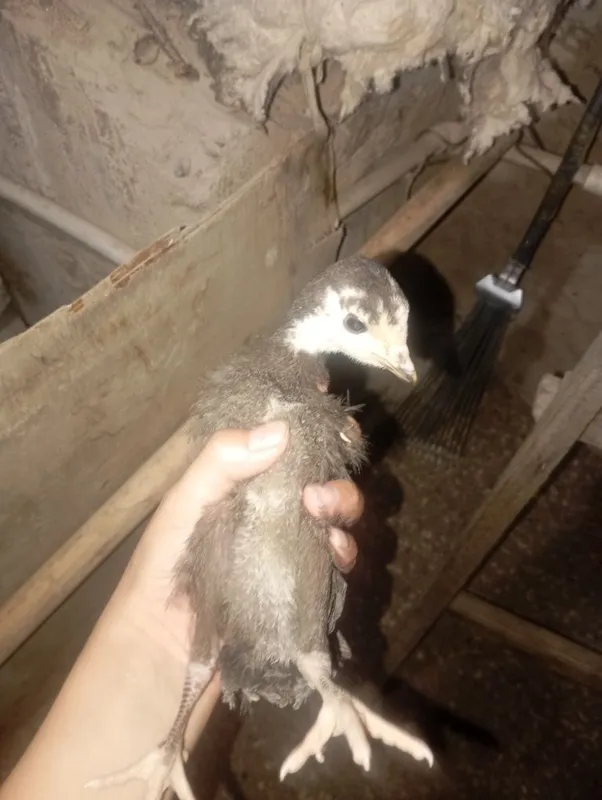 Продам гусят и циплят — фото 3