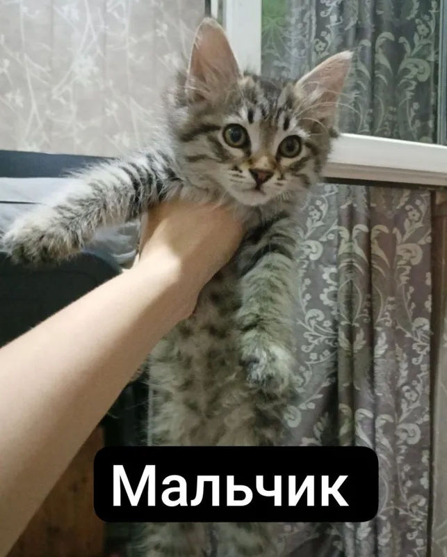 Котёнок 2 месяца