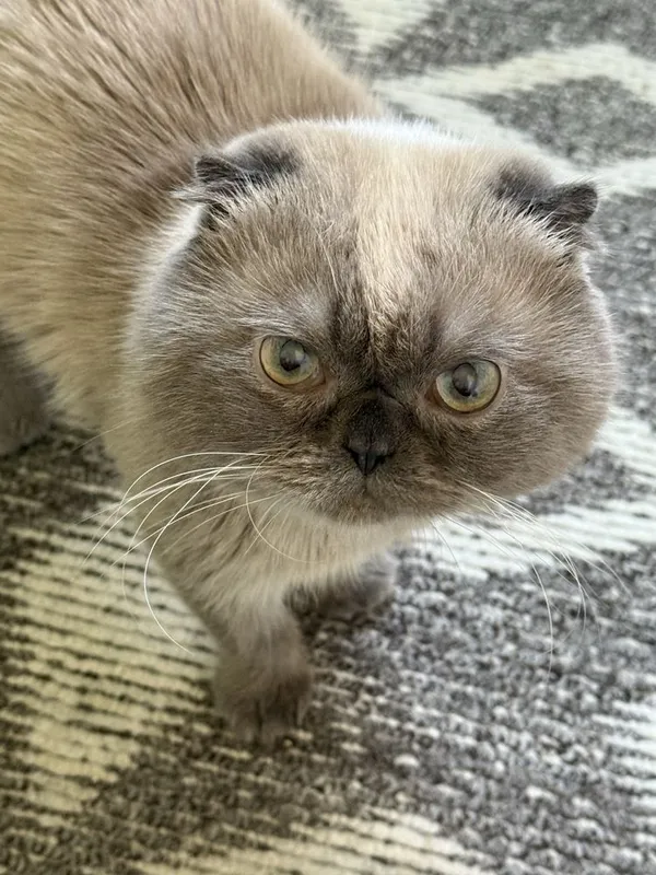 Скоттиш фолд шатландец