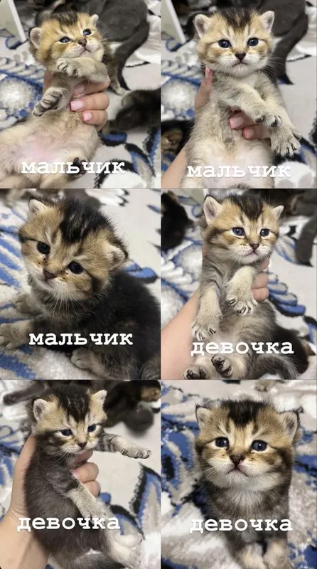 Продаются котята