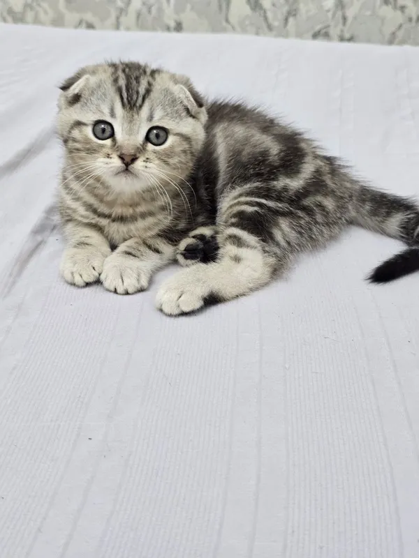 Продаются породистые котята скотиш фолд 2 девочки и 2 мальчика — фото 7