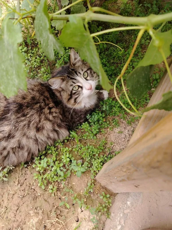 Отдам бесплатно кота в хорошие руки