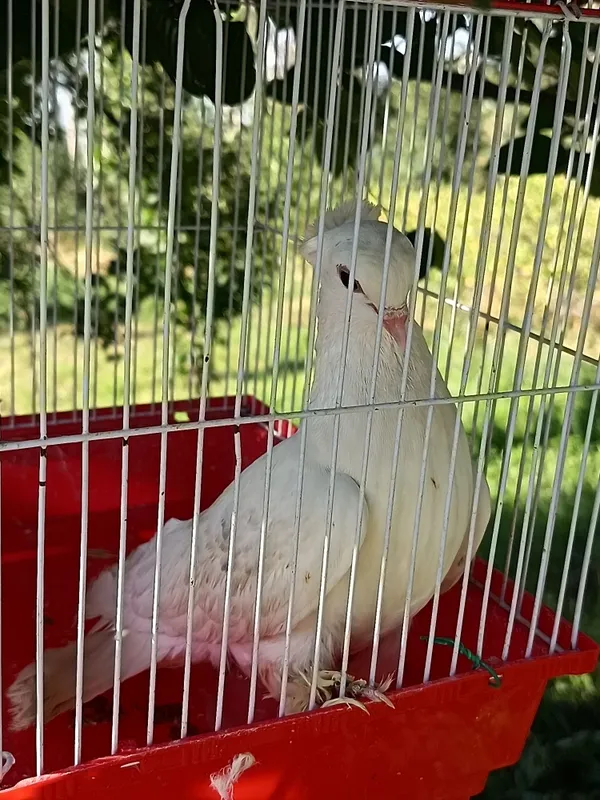 Kabutarlar sotiladi. 3 dona 1 Kabutarlar sotiladi. 3 dona 1