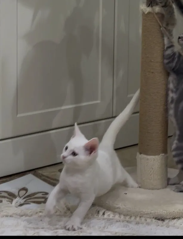 отдам в хорошие руки кот 3,5 месец