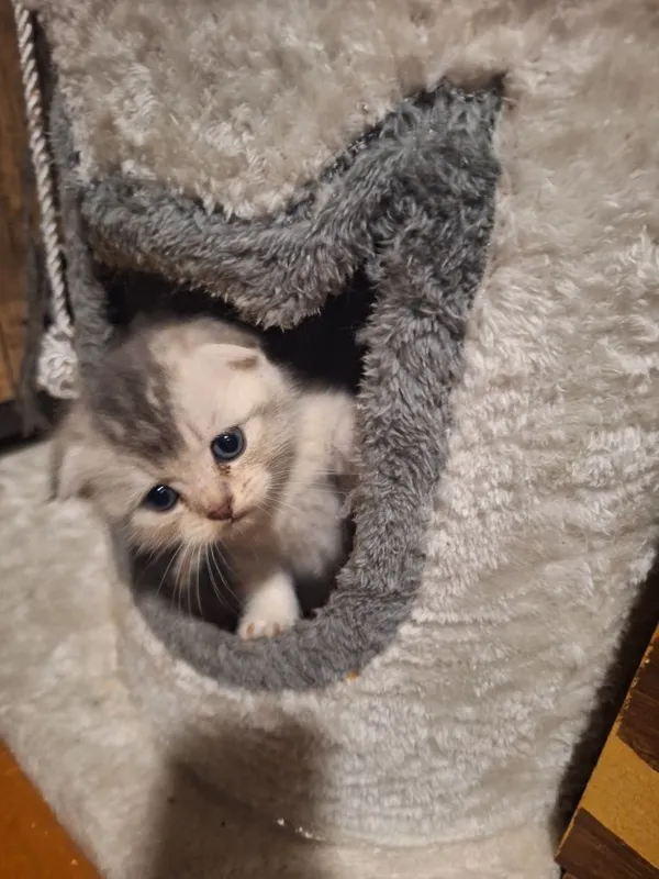 Прекрасные игривые котята — фото 4