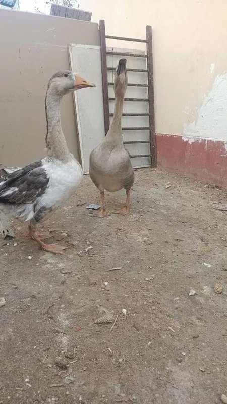 sotiladi optomga bor