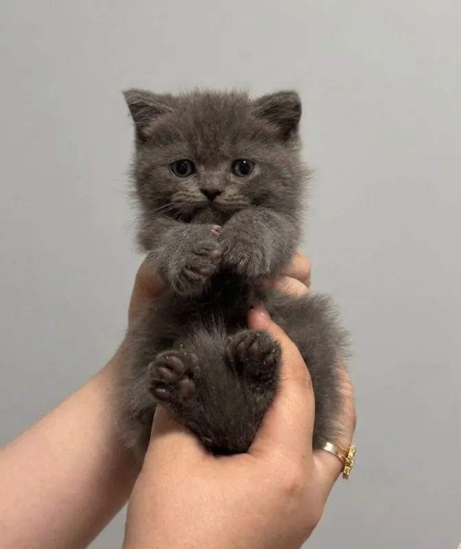 Продаются котята — фото 1