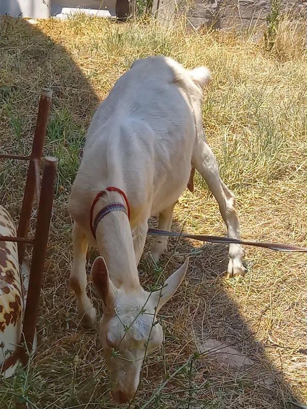 Toza qonli sutli ecki end 1ta tuqqan 5